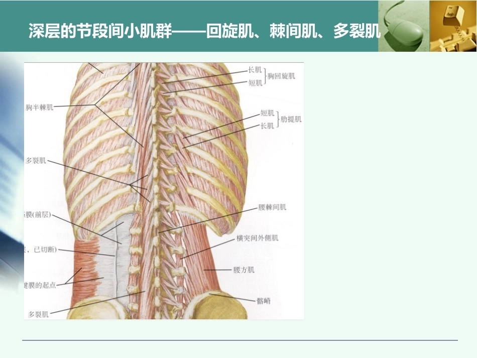 胸腰椎椎弓根置钉技术_第6页