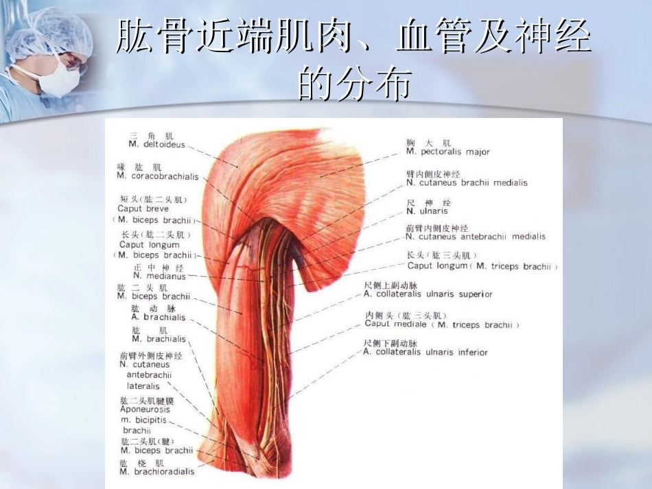 肱骨近端骨折分型与处理_第10页