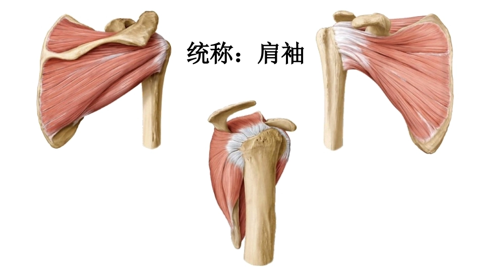 肩关节周围手 术入路_第5页
