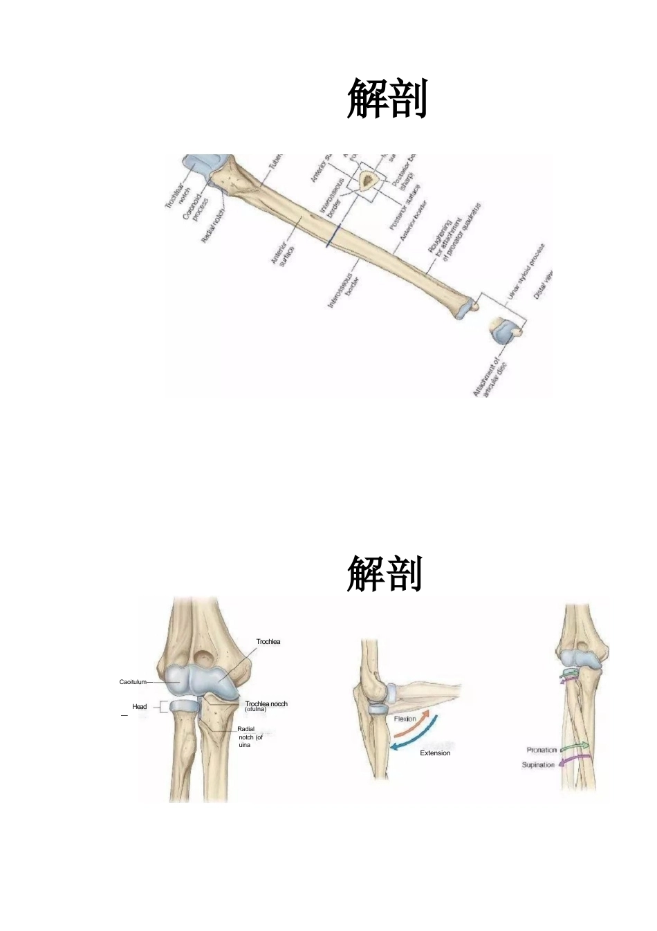 尺骨鹰嘴骨折的手术分型_第3页
