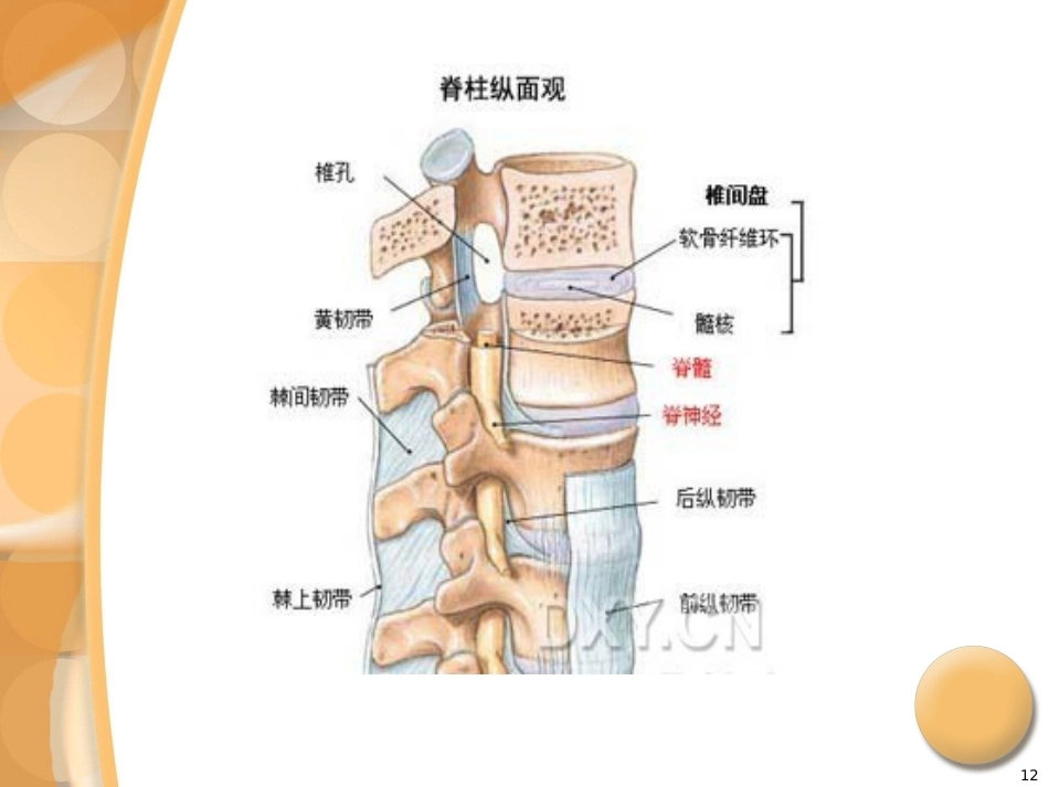 腰椎间盘突出症诊治PPT_第12页