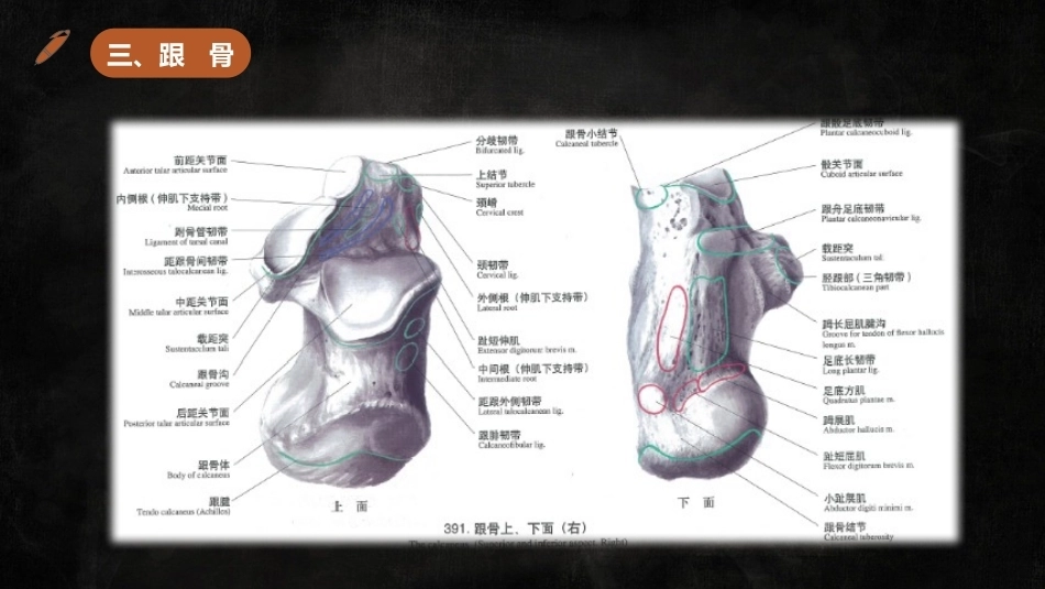 足踝解剖_第12页