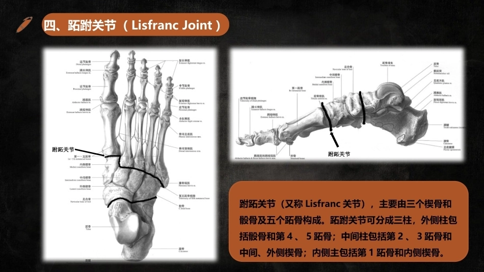 足踝解剖_第13页