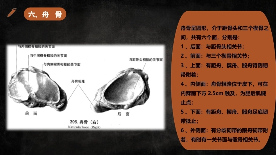 足踝解剖_第15页