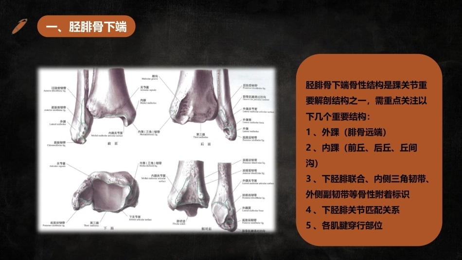 足踝解剖_第4页