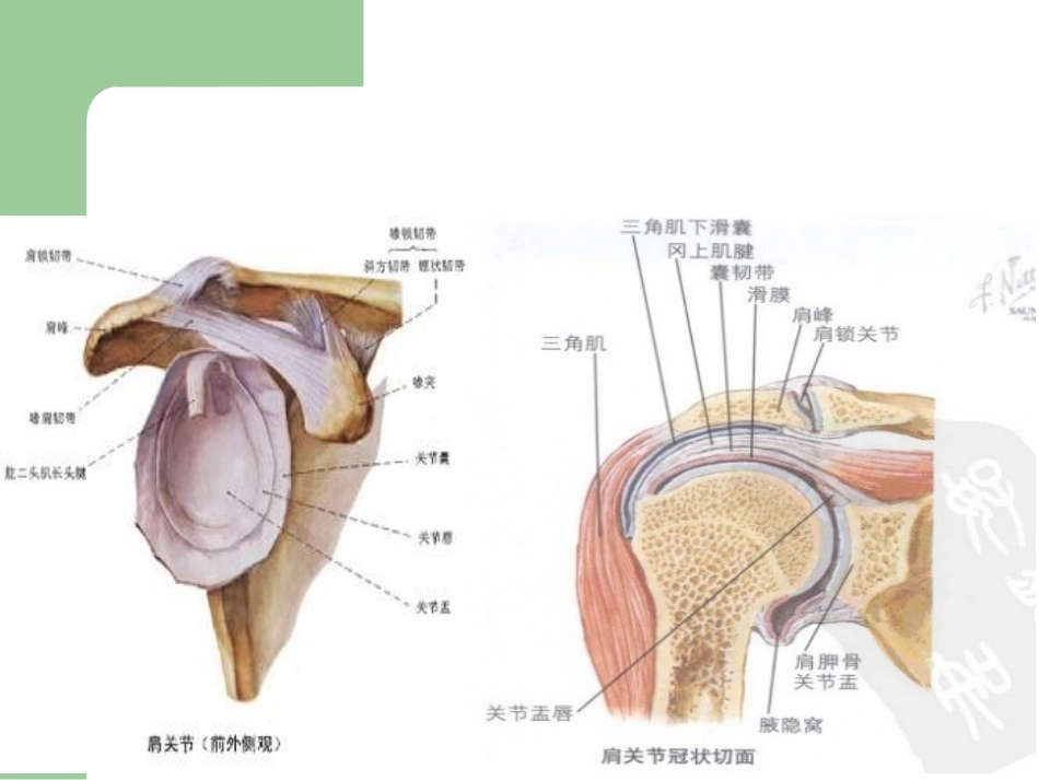 肩峰下撞击综合征_第11页