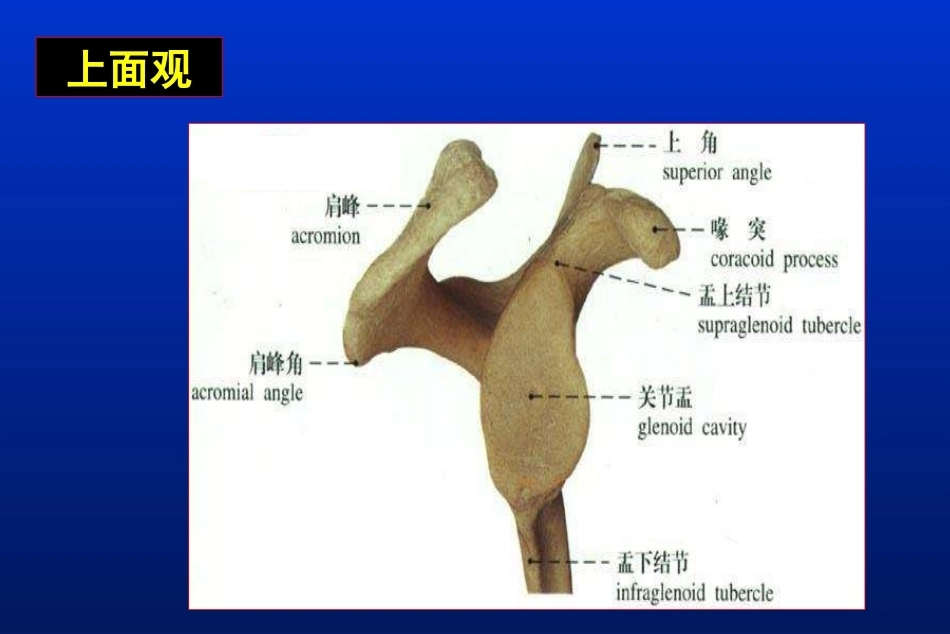 肩胛骨骨折_第5页