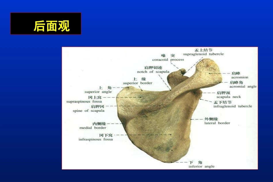 肩胛骨骨折_第6页