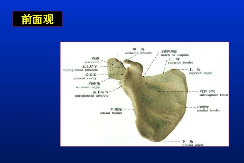 肩胛骨骨折_第7页