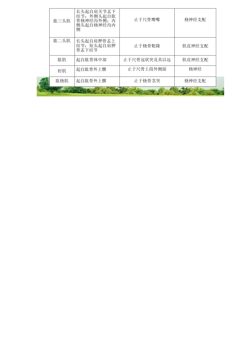 肱骨踝间骨折手 术技巧_第2页