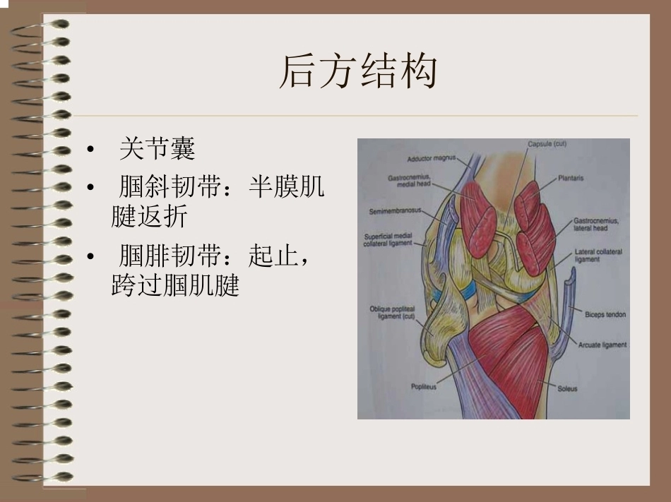 膝关节 的解剖与手术入路_第11页