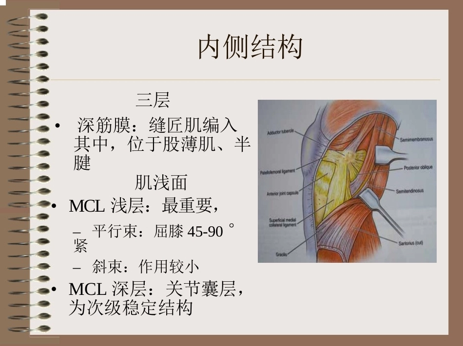 膝关节 的解剖与手术入路_第12页