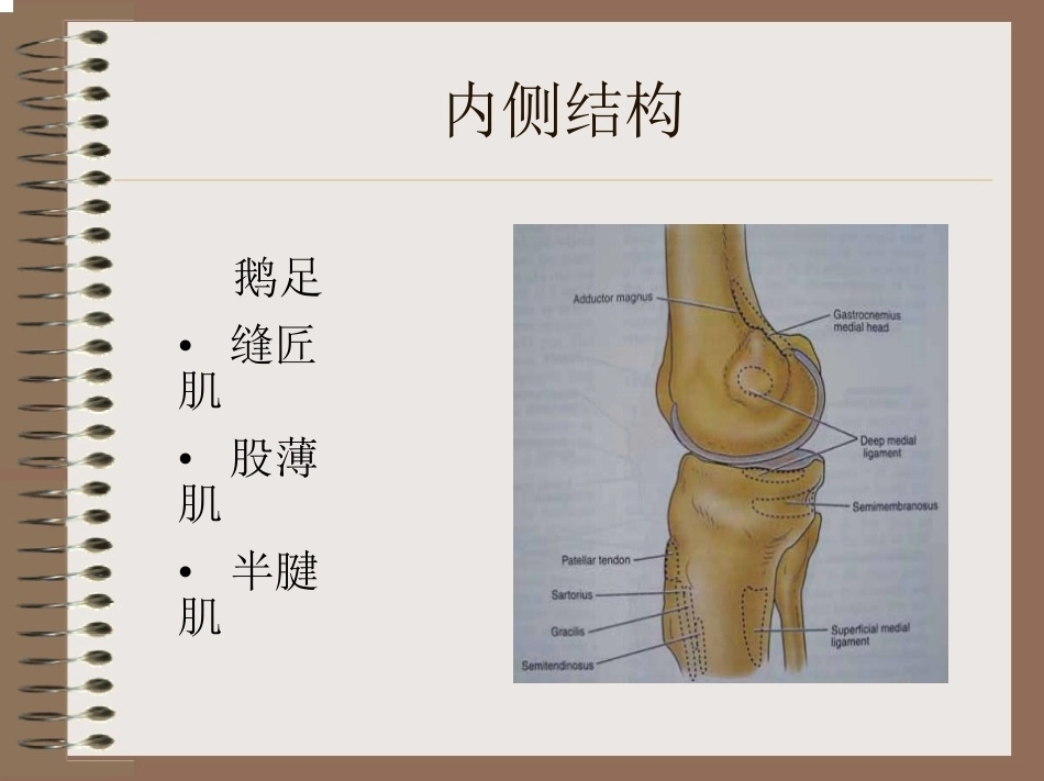 膝关节 的解剖与手术入路_第13页