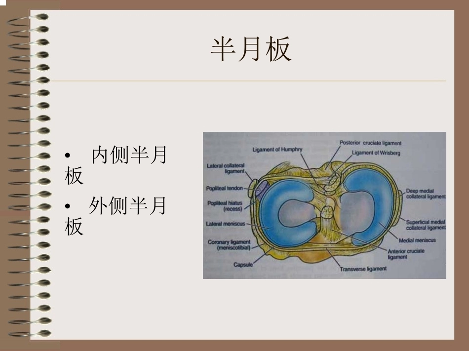 膝关节 的解剖与手术入路_第15页