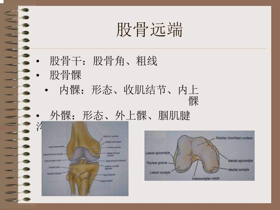 膝关节 的解剖与手术入路_第4页