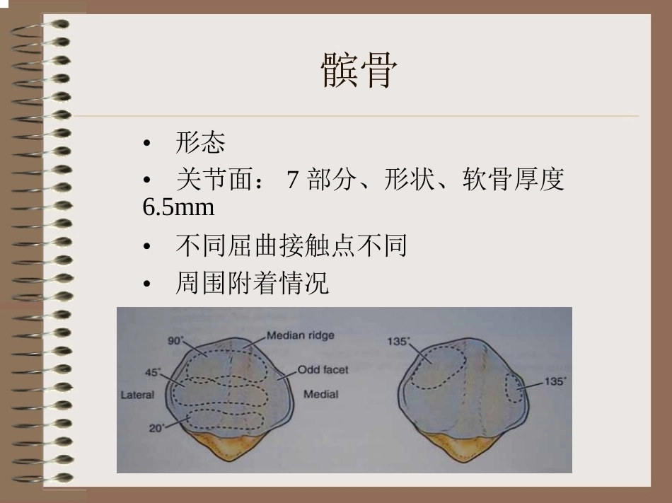 膝关节 的解剖与手术入路_第5页