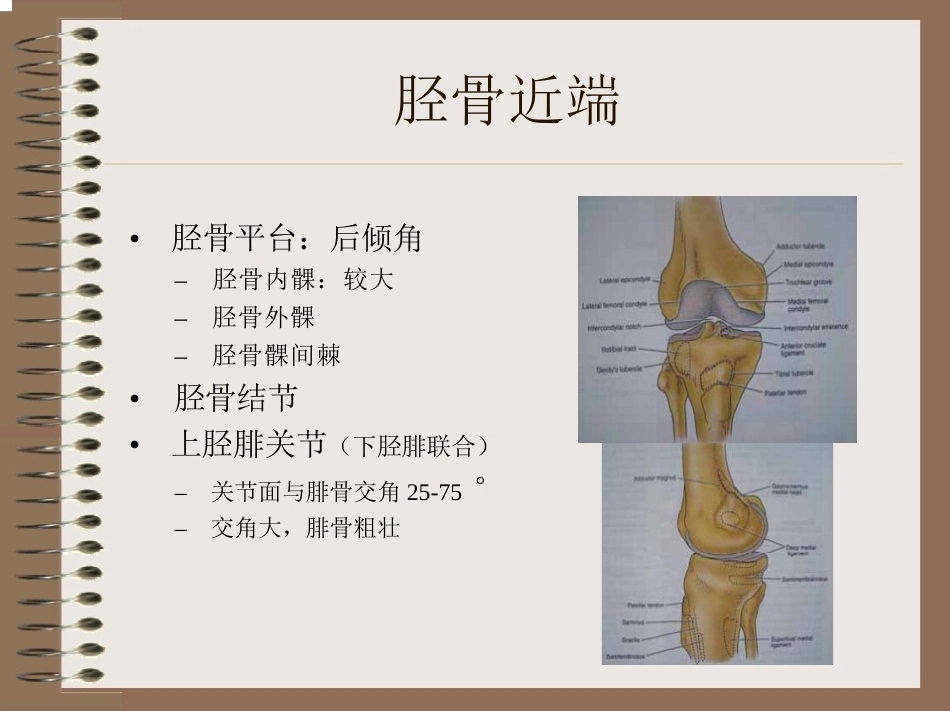 膝关节 的解剖与手术入路_第6页