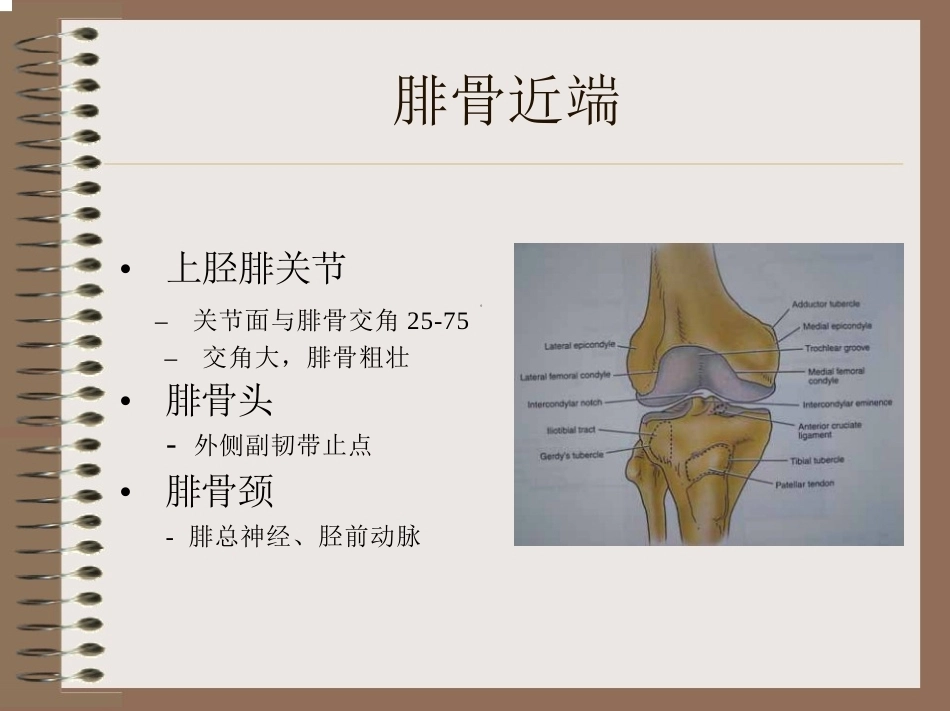 膝关节 的解剖与手术入路_第7页