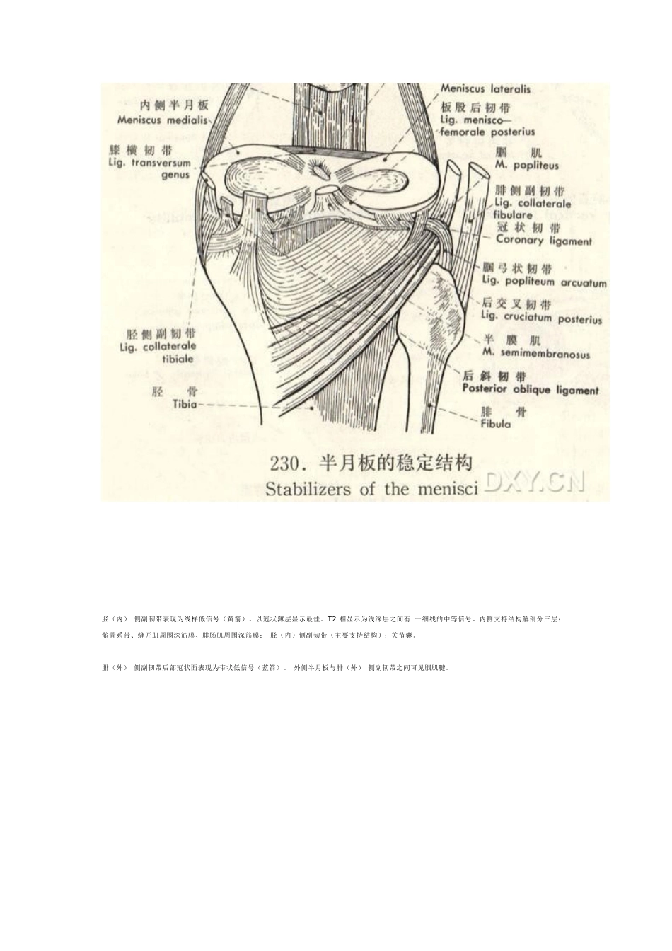 膝关节MRI诊断 之正常解剖_第12页