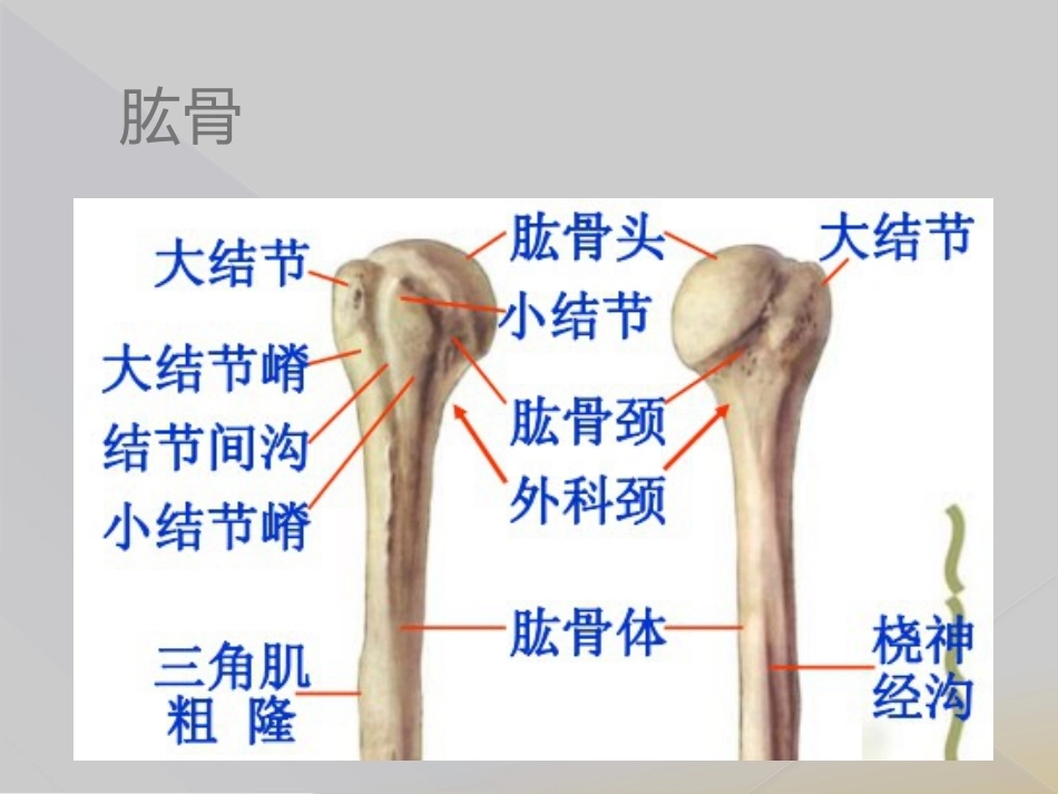 肱骨近端骨折Neer分型_第3页