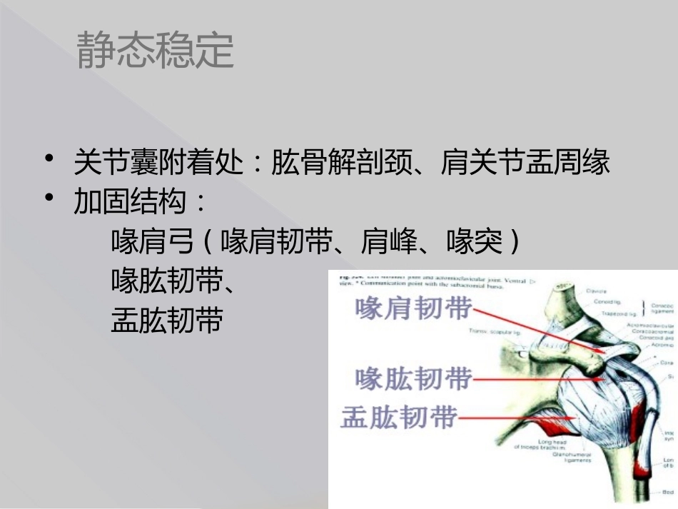 肱骨近端骨折Neer分型_第5页