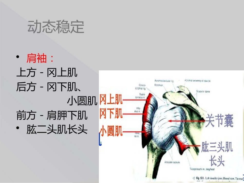 肱骨近端骨折Neer分型_第6页