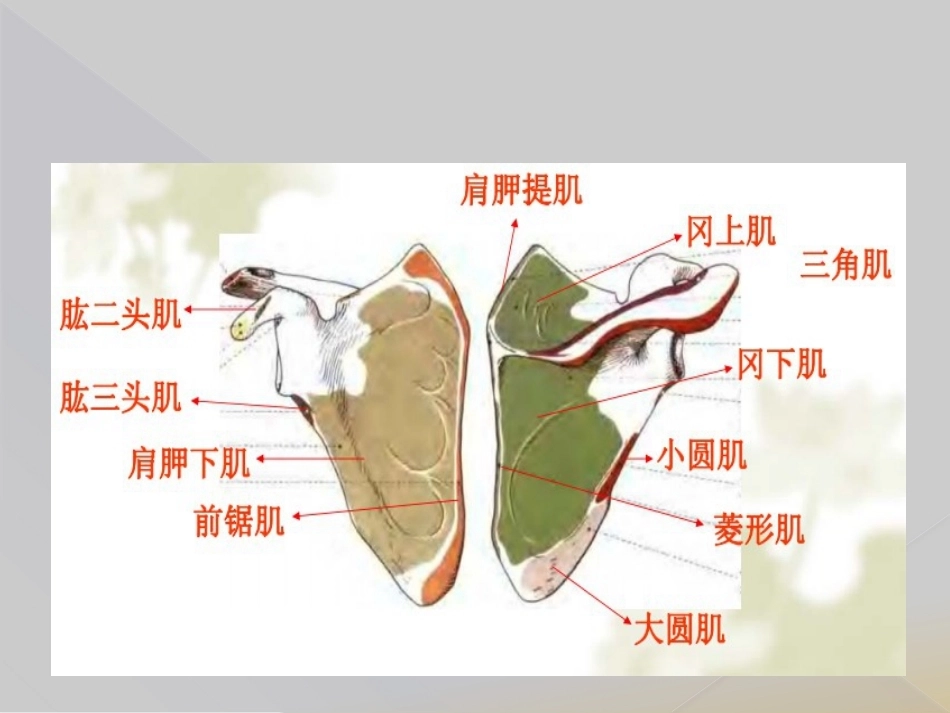 肱骨近端骨折Neer分型_第7页