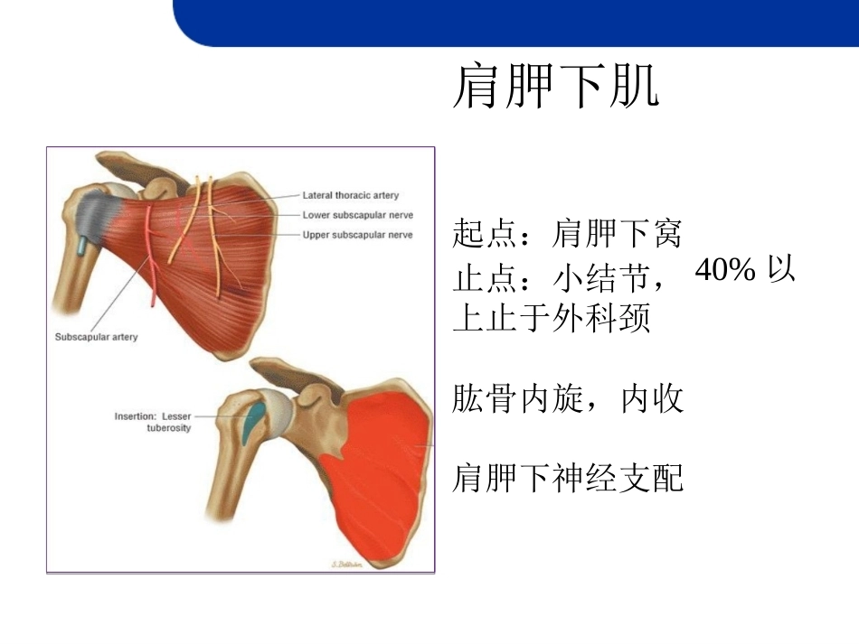 肩 关节损伤MRI_第10页
