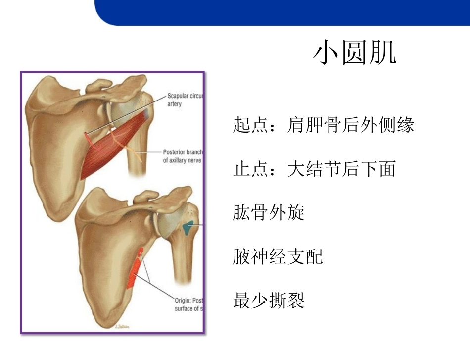 肩 关节损伤MRI_第13页