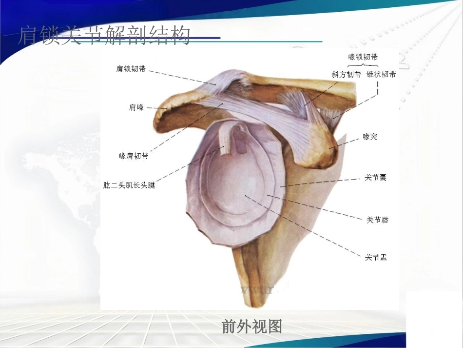 双ENDOBUTTON技术 重建肩锁关节_第3页