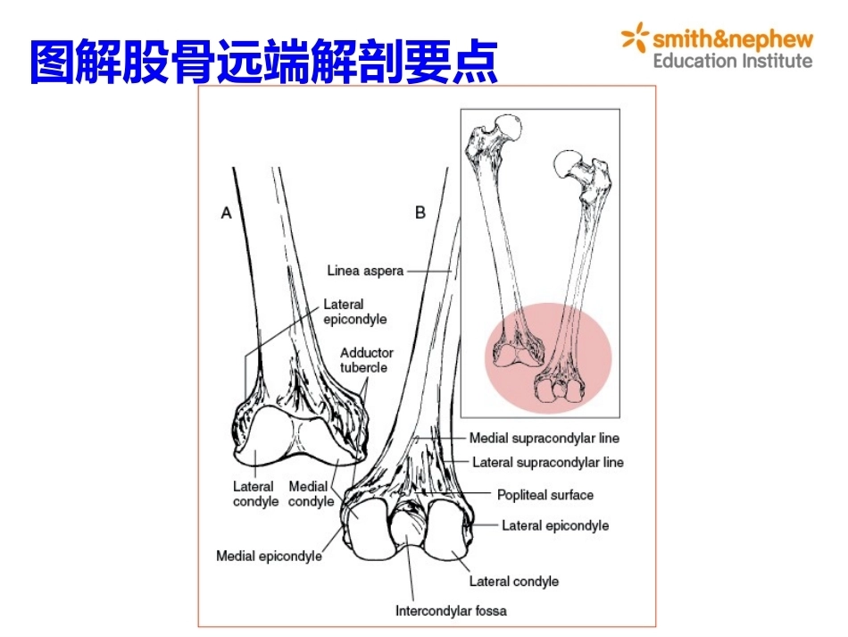 膝关节周围解剖与手术 入路_第8页