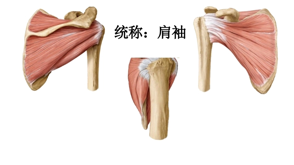 肩关节周围 手 术入路_第6页