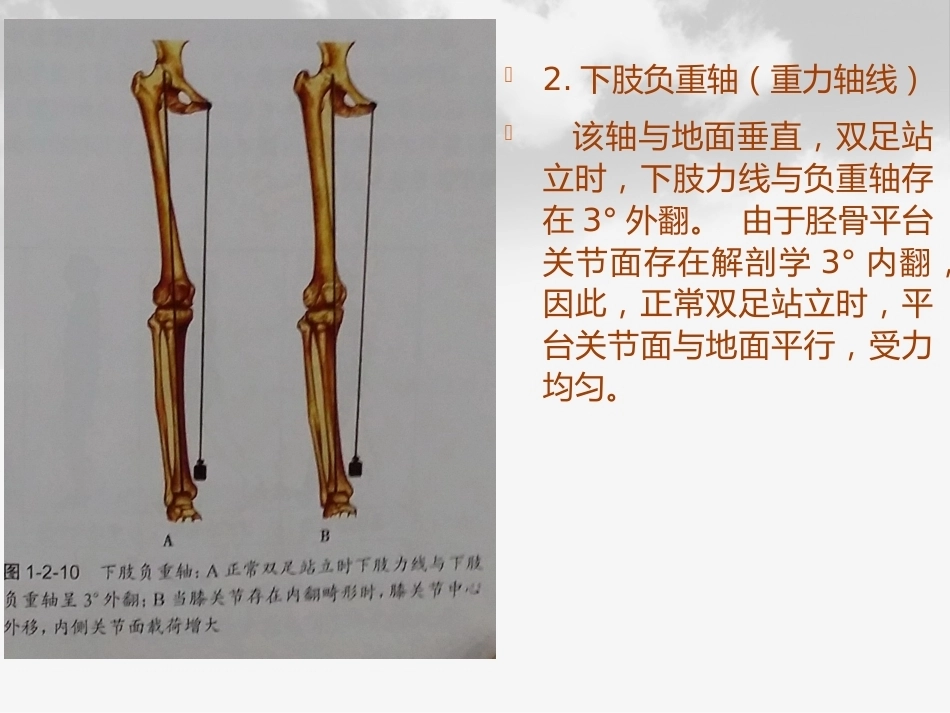 全膝膝关节 置换基本理论_第12页