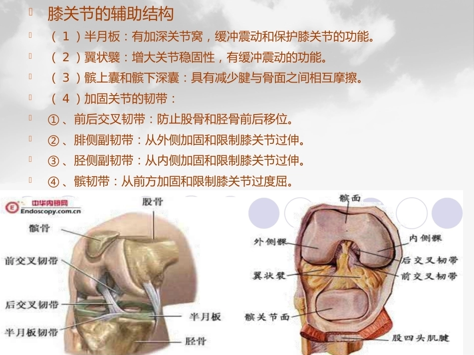全膝膝关节 置换基本理论_第3页