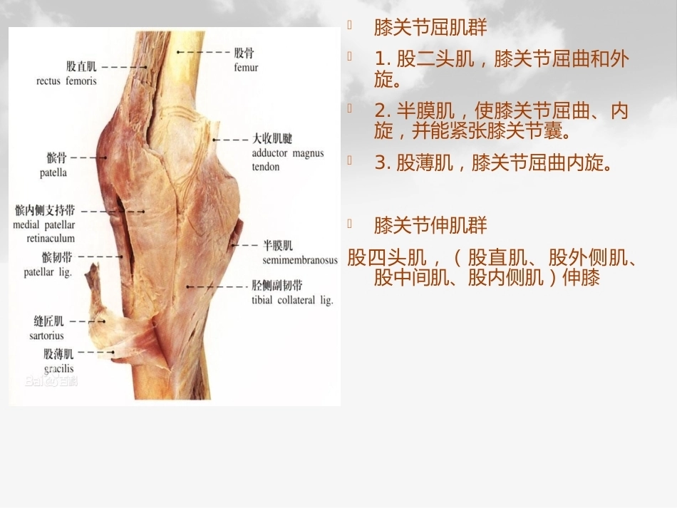 全膝膝关节 置换基本理论_第4页