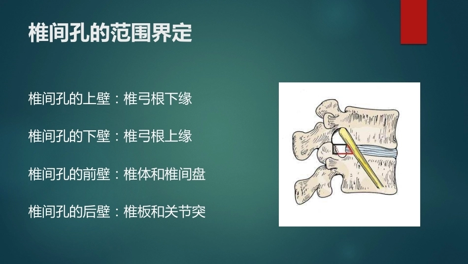 椎间孔的解剖 (1)_第3页