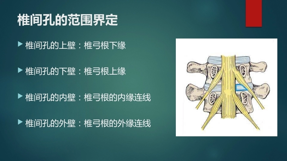 椎间孔的解剖 (1)_第4页
