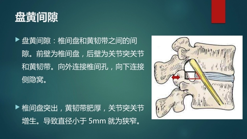 椎间孔的解剖 (1)_第7页