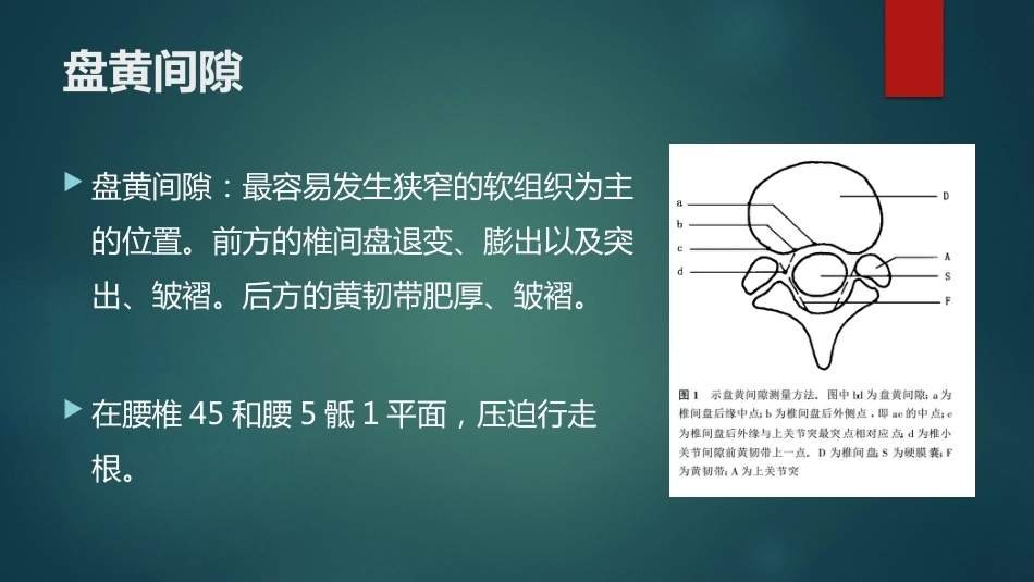 椎间孔的解剖 (1)_第8页