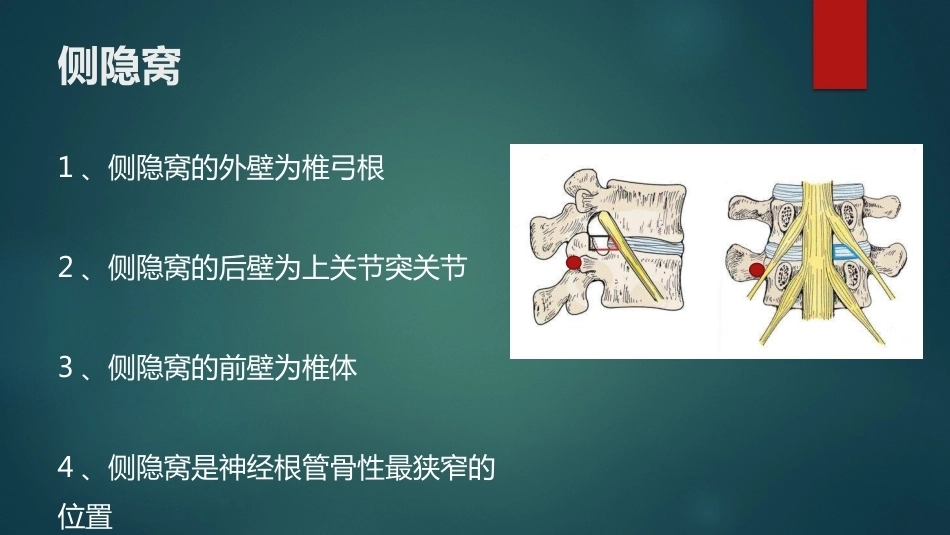 椎间孔的解剖 (1)_第9页