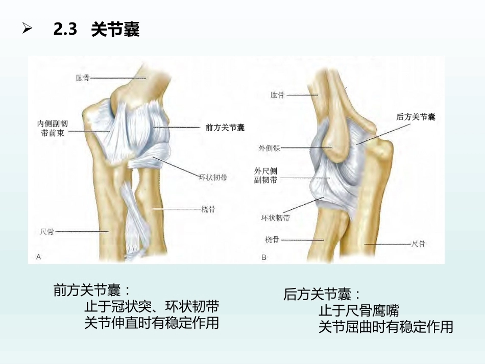 肘关节应用解剖及生物力学(1)_第14页