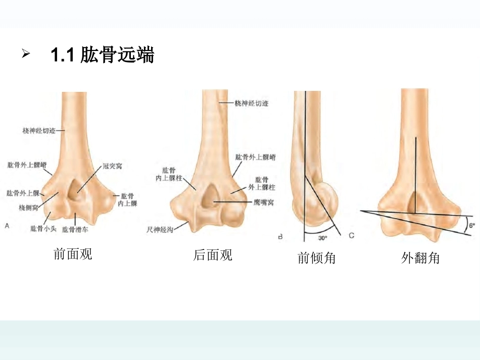 肘关节应用解剖及生物力学(1)_第4页