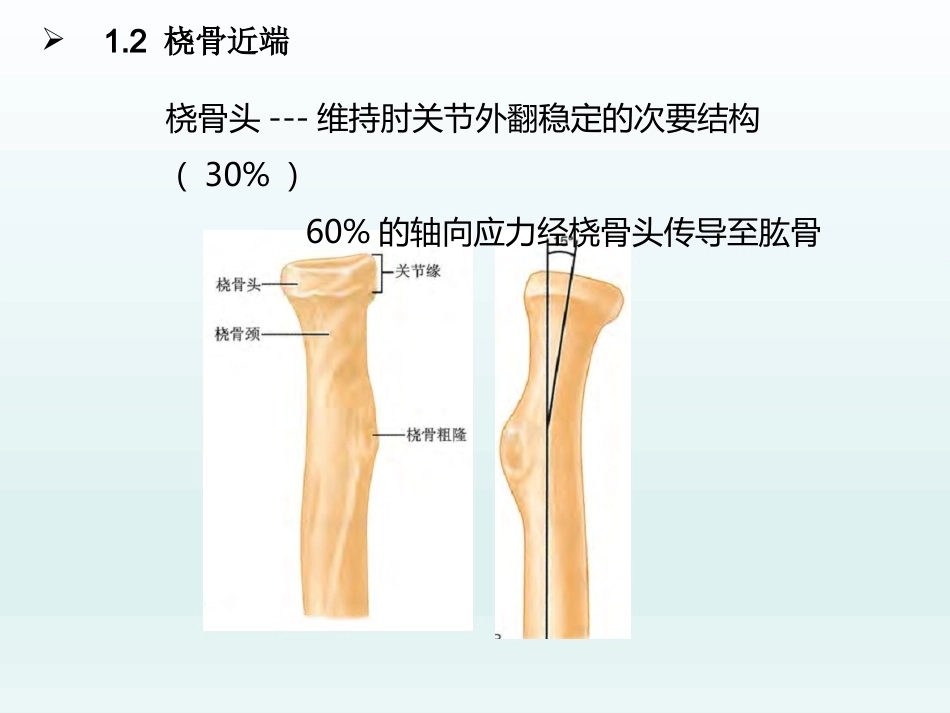 肘关节应用解剖及生物力学(1)_第7页