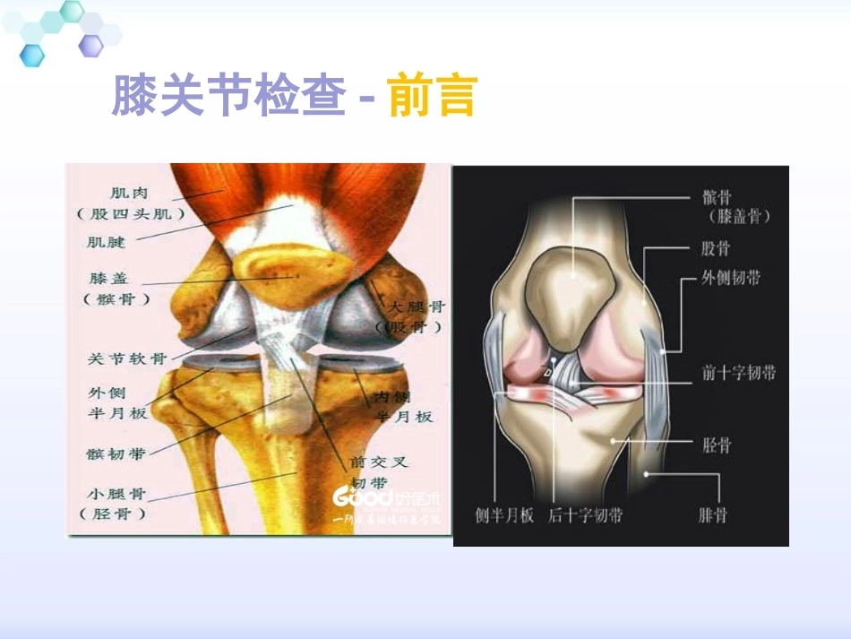 膝关节体格检查2_第3页