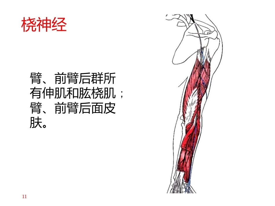 上肢主要 血管神经(2)_第11页