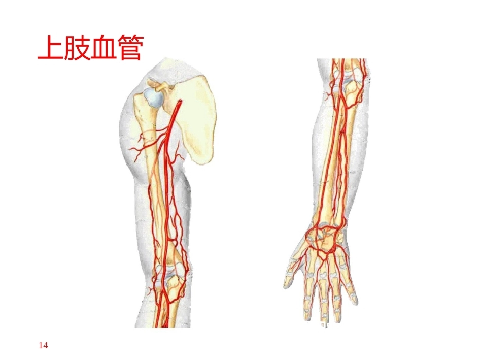 上肢主要 血管神经(2)_第14页