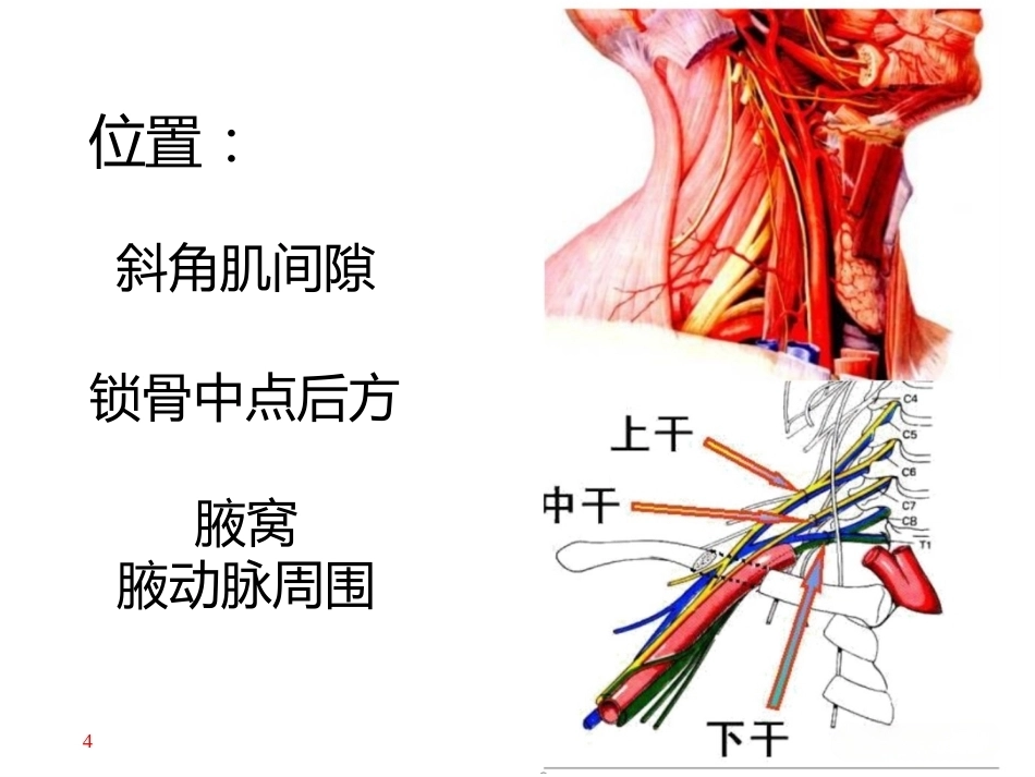 上肢主要 血管神经(2)_第4页