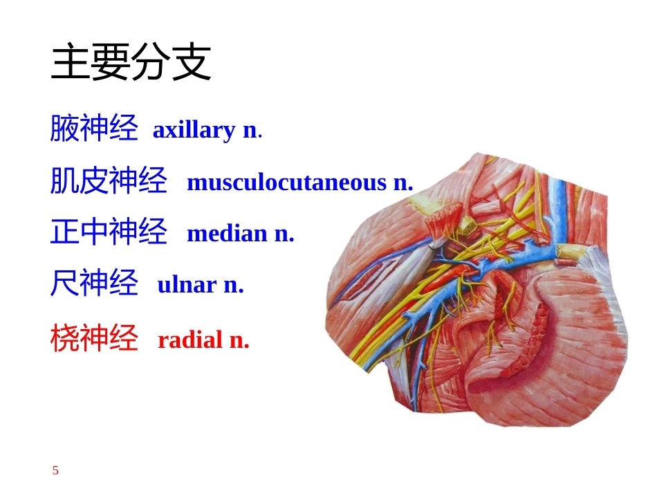 上肢主要 血管神经(2)_第5页