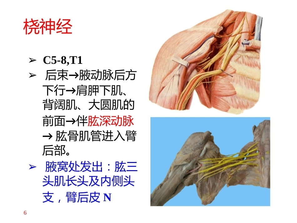 上肢主要 血管神经(2)_第6页