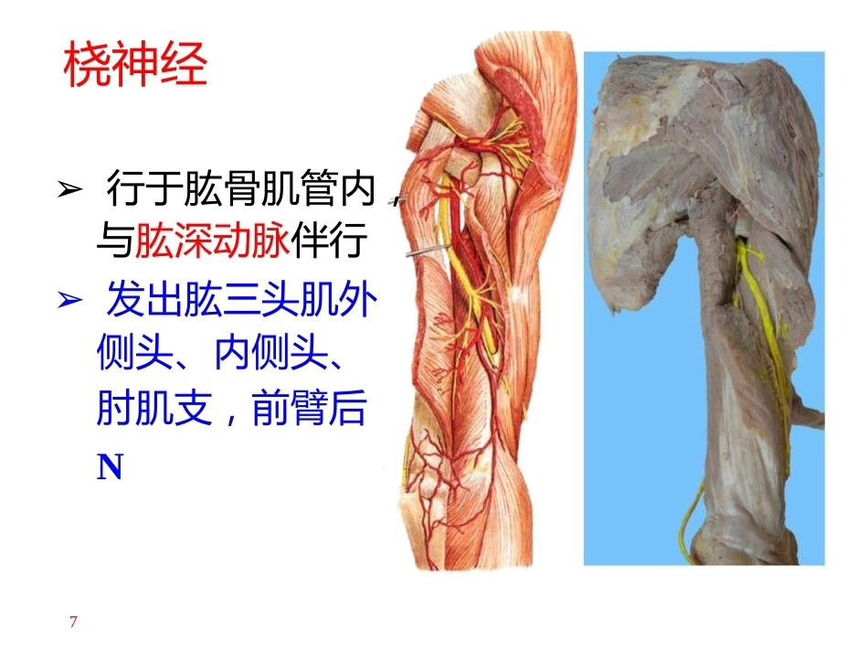 上肢主要 血管神经(2)_第7页